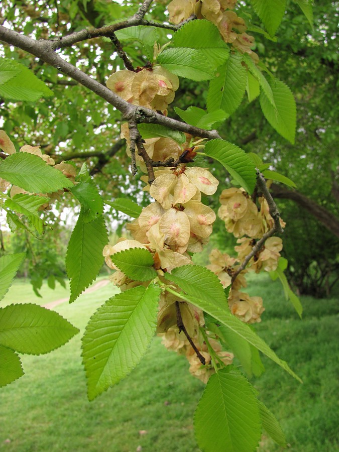 Image of Ulmus minor specimen.