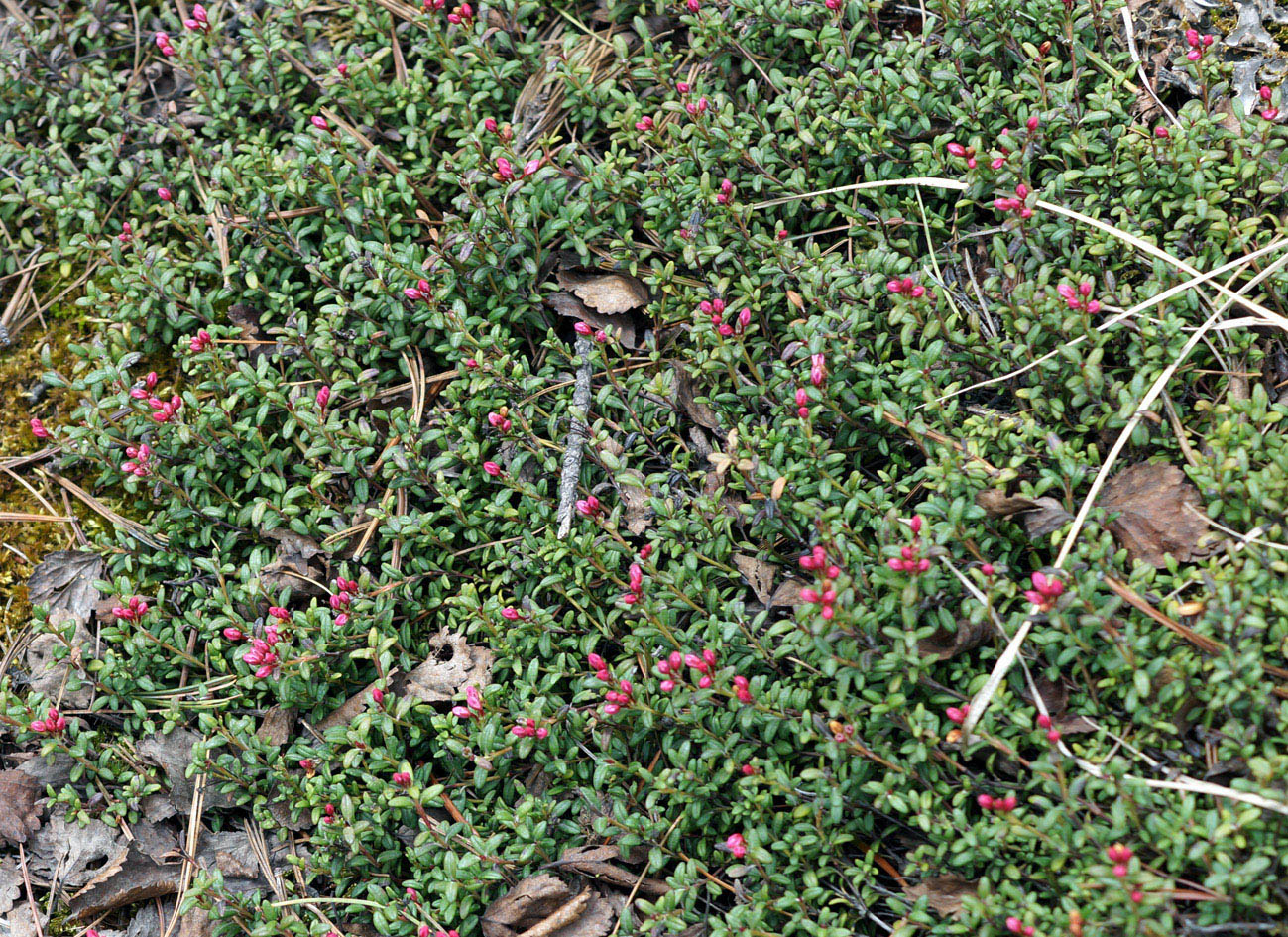 Изображение особи Loiseleuria procumbens.