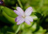 Epilobium anagallidifolium. Цветок. Камчатский край, Елизовский р-н, окр. Мутновской геотермальной электростанции, около горячих источников. 30.08.2016.