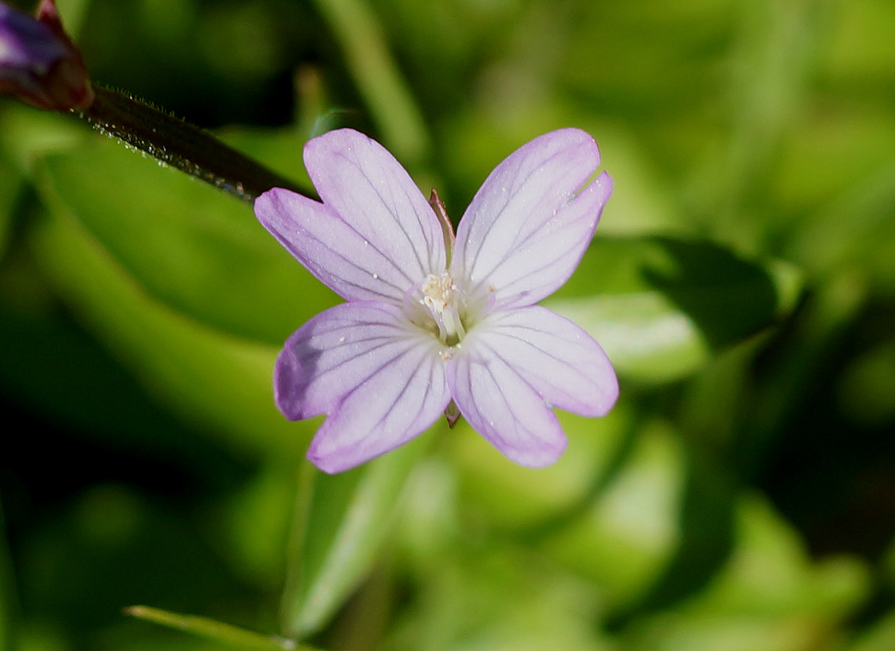 Изображение особи Epilobium anagallidifolium.