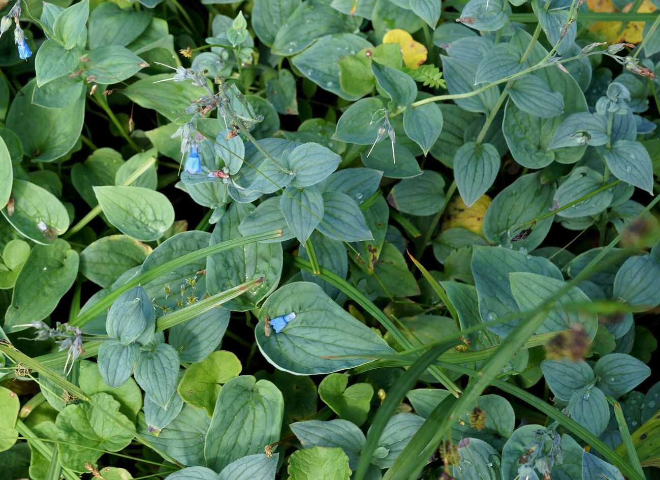 Image of Mertensia pubescens specimen.