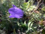 Campanula rotundifolia. Цветок. Свердловская обл., окр. г. Североуральск, правый берег канала Дублёр, моховая подстилка. 23.07.2017.