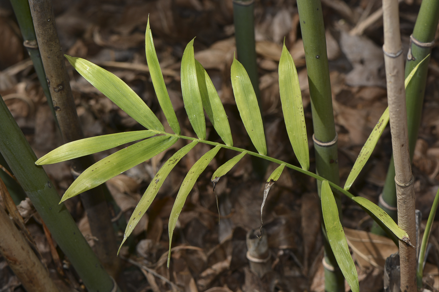 Image of genus Chamaedorea specimen.