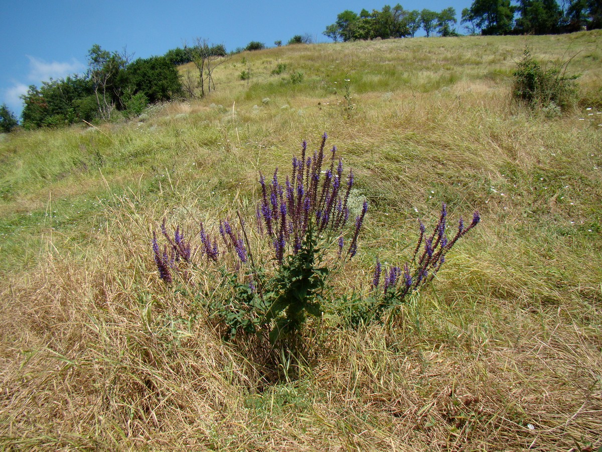 Image of Salvia tesquicola specimen.
