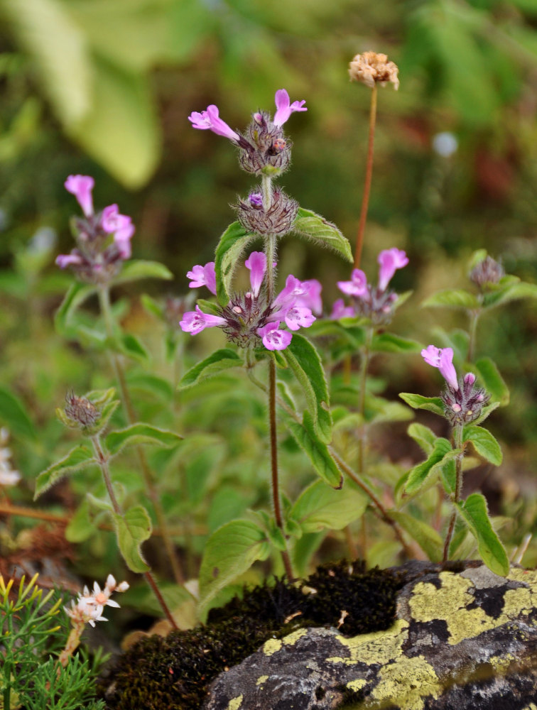 Изображение особи Clinopodium abchasicum var. strigosum.