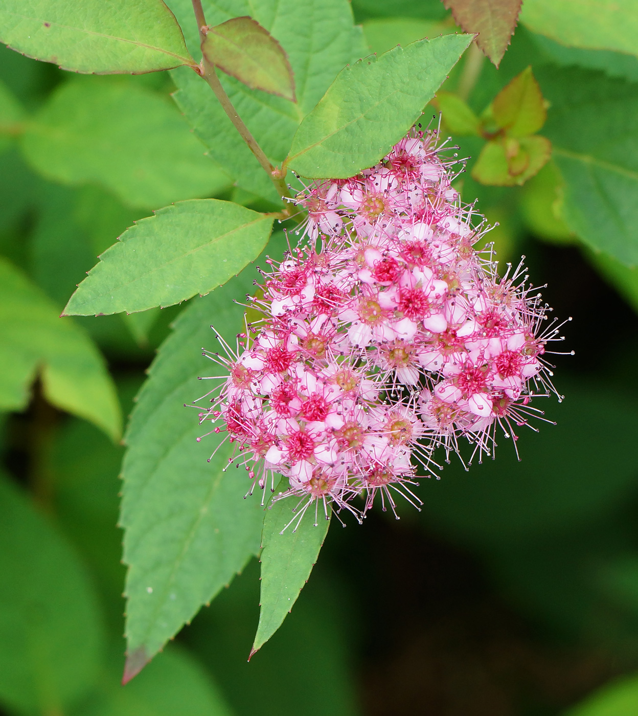 Image of Spiraea japonica specimen.