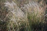 Stipa lessingiana. Плодоносящие растения. Волгоградская обл., окр. оз. Эльтон. 26.05.2007.