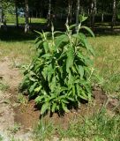 Buddleja davidii