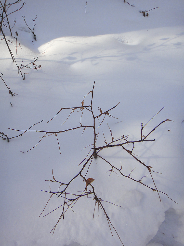 Image of genus Rosa specimen.