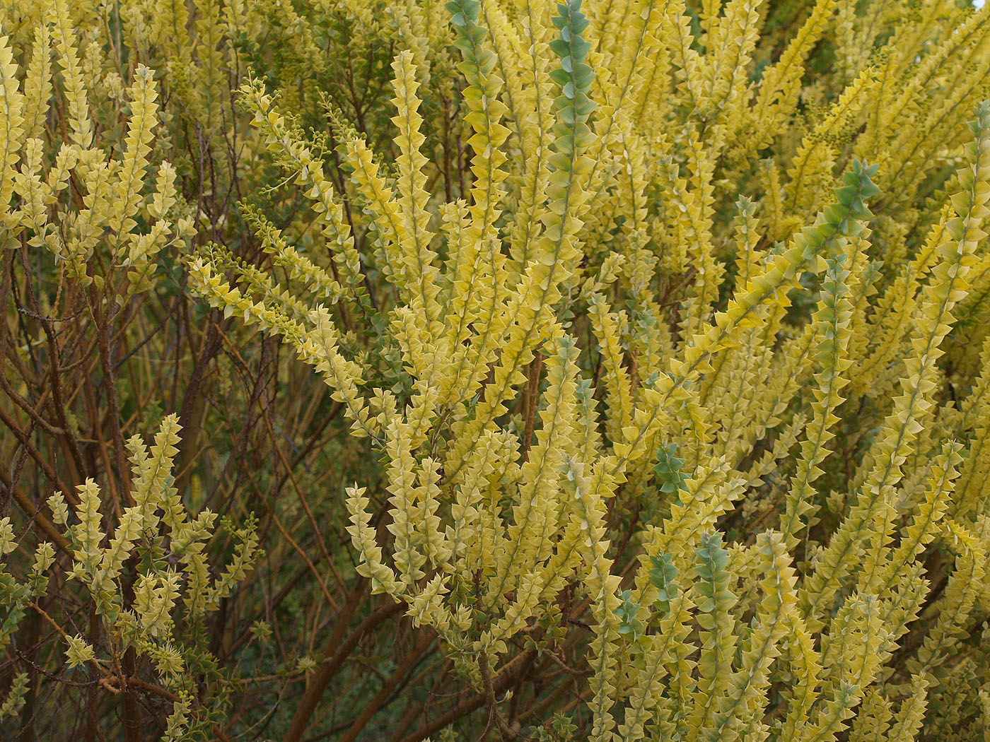 Image of Acacia cultriformis specimen.