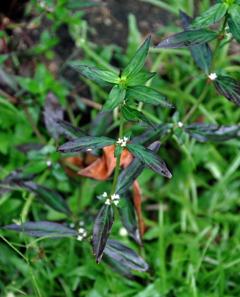 Image of Spermacoce remota specimen.