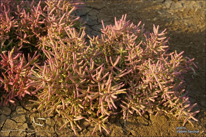 Изображение особи Salicornia perennans.