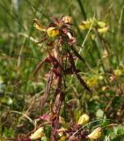 Pedicularis labradorica. Верхушка цветущего растения. Магаданская обл., Ольский р-н, Ольское побережье, окр. мыса Нюкля, кустарничковая тундра. 09.07.2016.