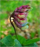 Lathyrus pisiformis