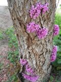 Cercis siliquastrum