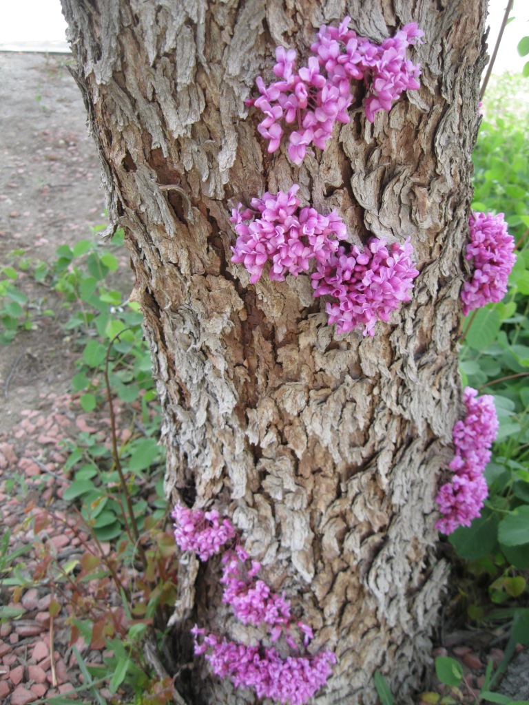 Image of Cercis siliquastrum specimen.