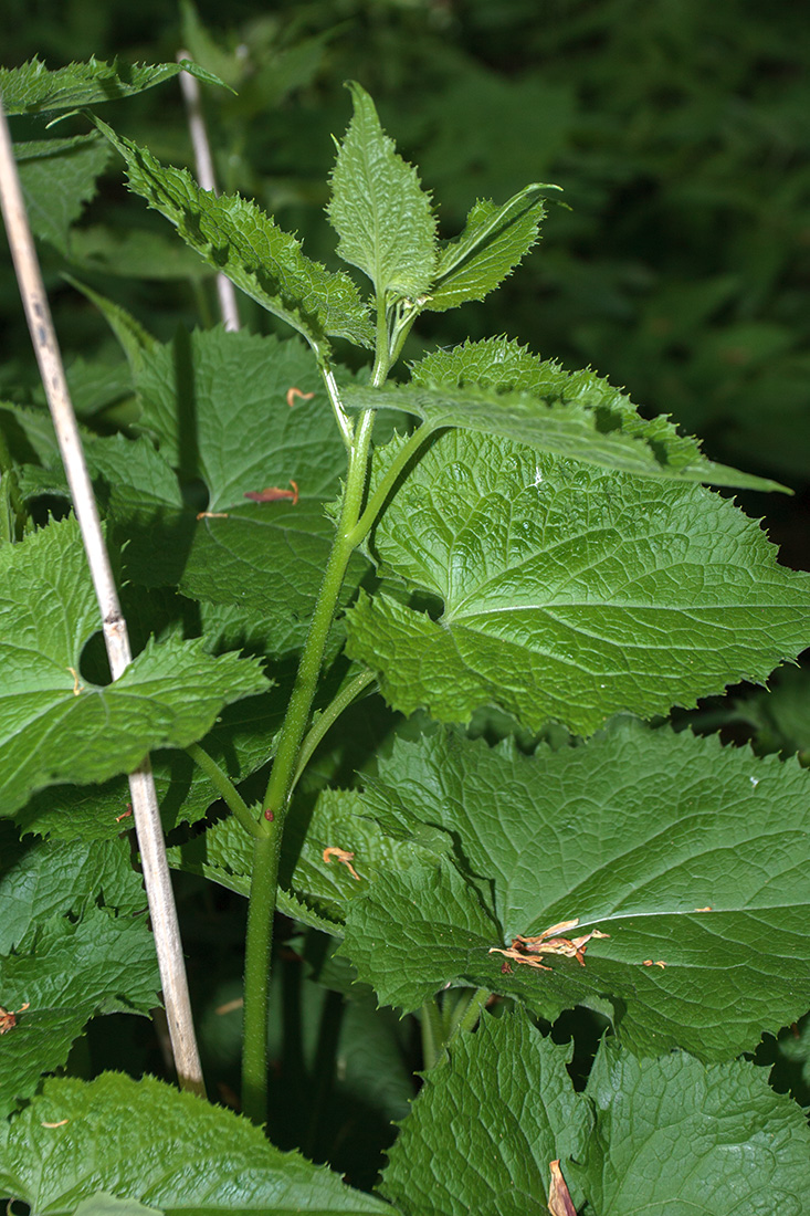 Изображение особи Lunaria rediviva.