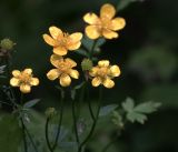 Ranunculus repens