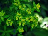 Euphorbia semivillosa. Соцветия. Тульская обл., Алексинский р-н, долина р. Вашана, дубово-липовый лес. 11.06.2018.