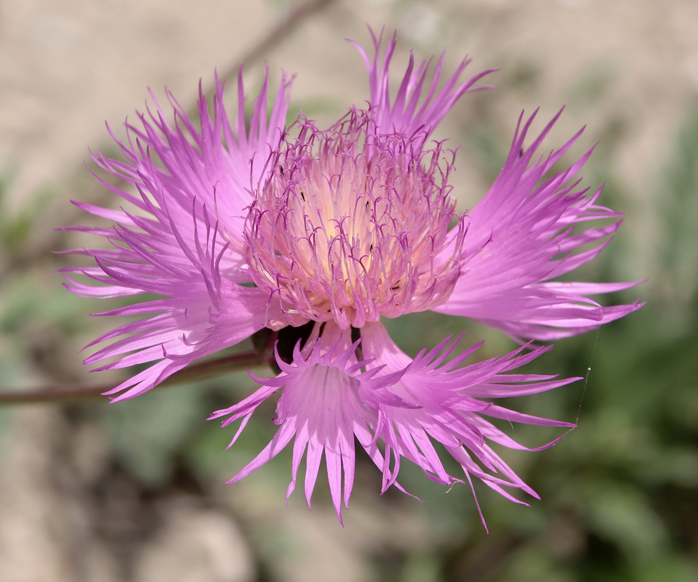 Изображение особи Amberboa daghestanica.