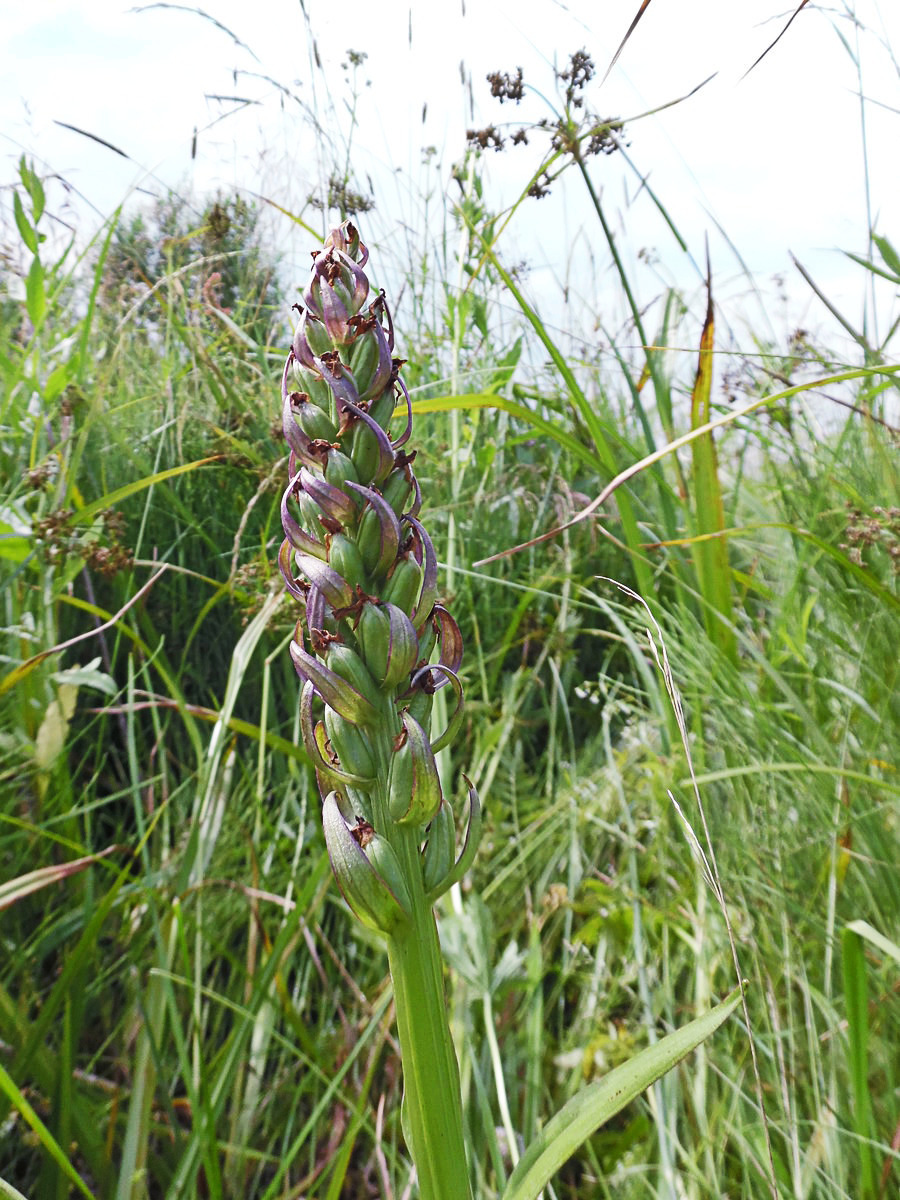 Image of Dactylorhiza incarnata specimen.