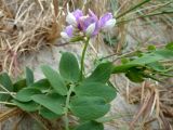 Lathyrus japonicus подвид maritimus. Цветущее растение. Калининградская обл., г. Балтийск, городской пляж. 11 августа 2018 г.