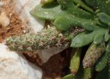 Plantago weldenii