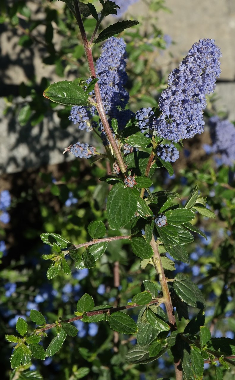 Image of Ceanothus thyrsiflorus specimen.