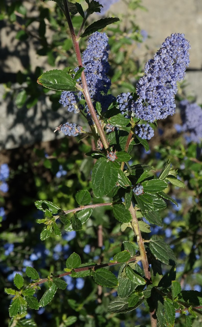 Изображение особи Ceanothus thyrsiflorus.