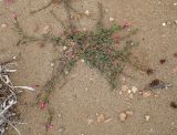 Image of specimen