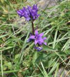Campanula trautvetteri. Верхушка цветущего растения, уже начинающего отцветать. Грузия, Казбегский муниципалитет, окраина с. Степанцминда, зап. склон горы Куро, горный луг. 31.07.2018.