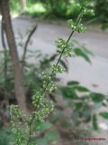 Rumex conglomeratus