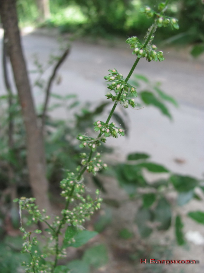 Image of Rumex conglomeratus specimen.