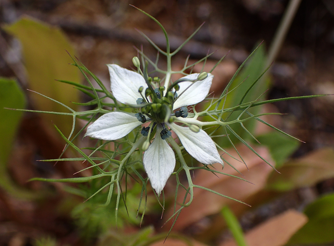 Image of Nigella damascena specimen.