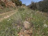 Ornithogalum narbonense