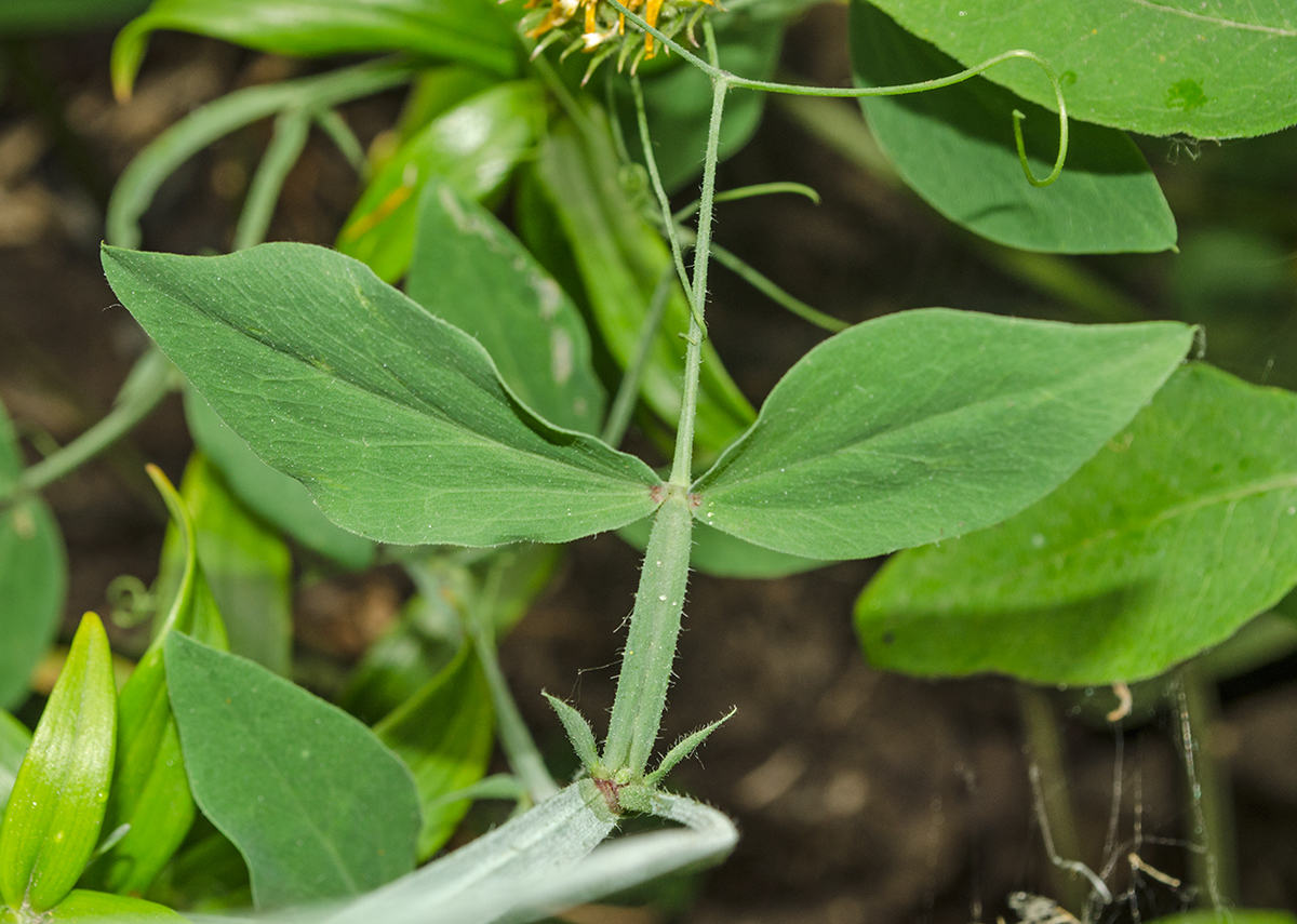 Изображение особи Lathyrus odoratus.