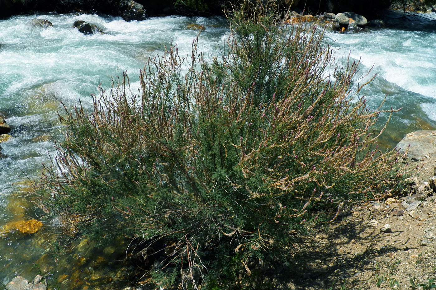 Image of Myricaria bracteata specimen.