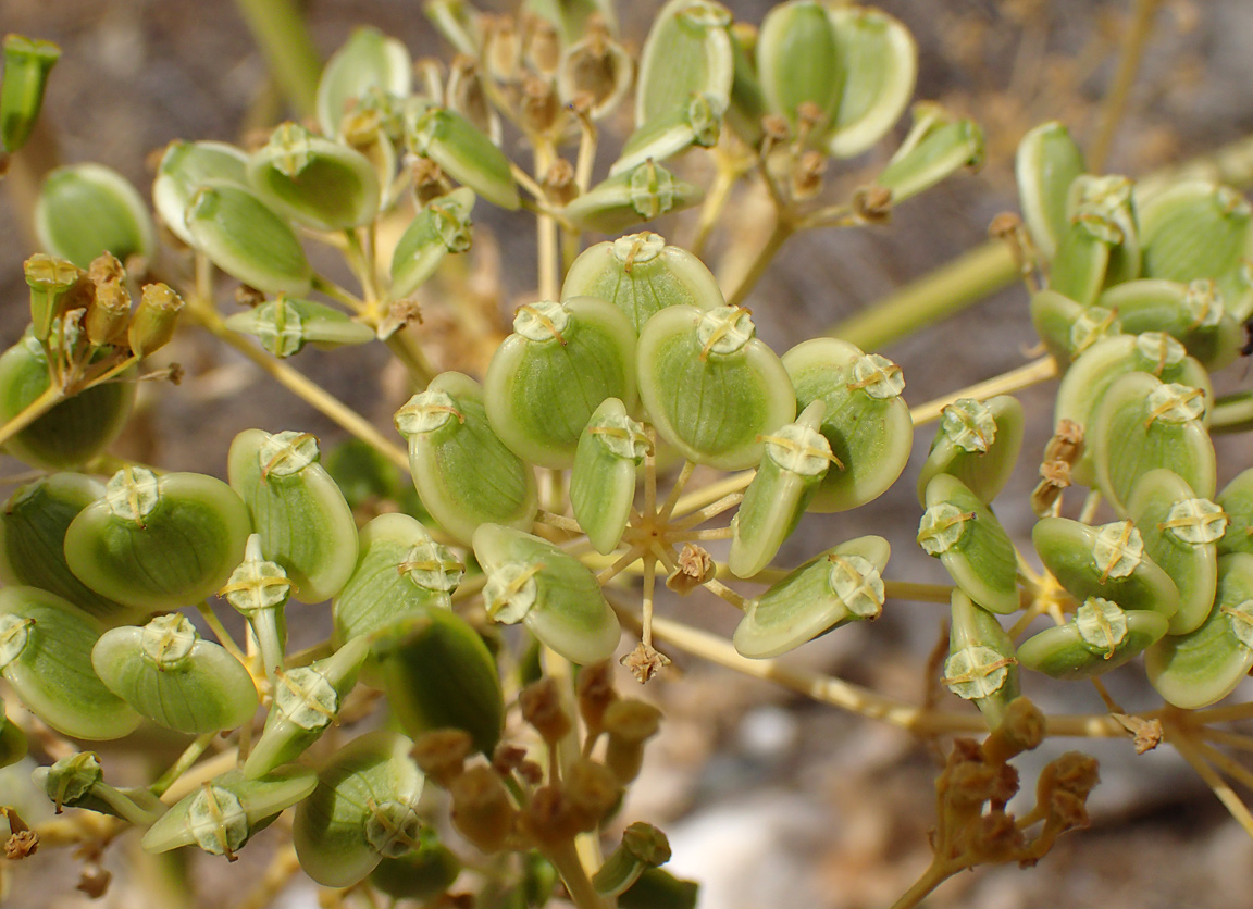 Image of Opopanax hispidus specimen.