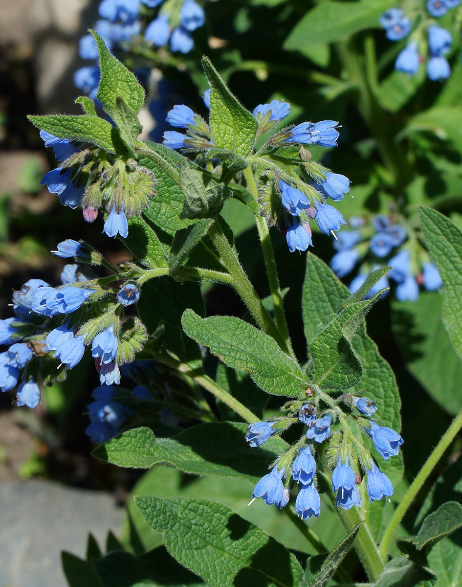 Изображение особи Symphytum caucasicum.