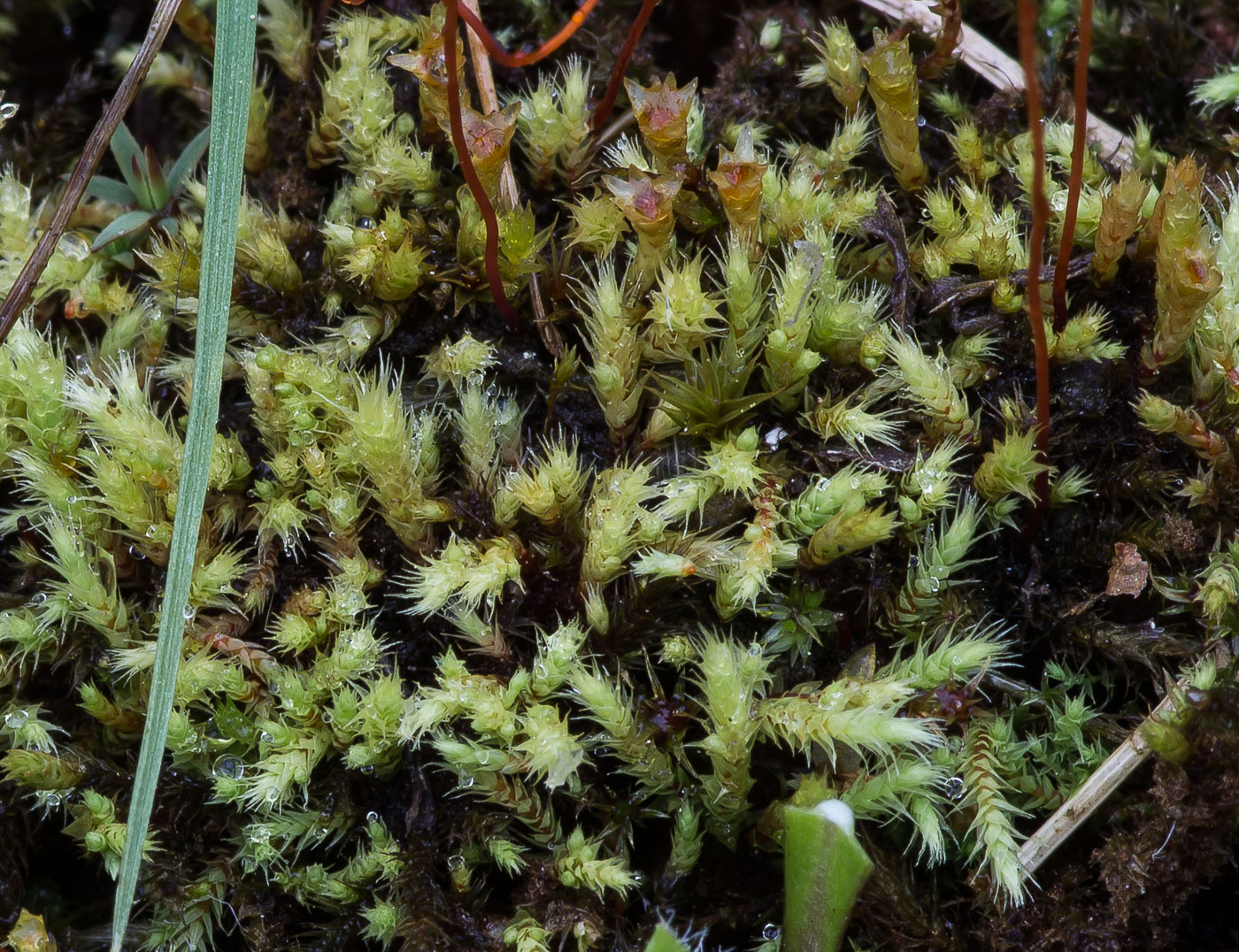 Image of Philonotis fontana specimen.