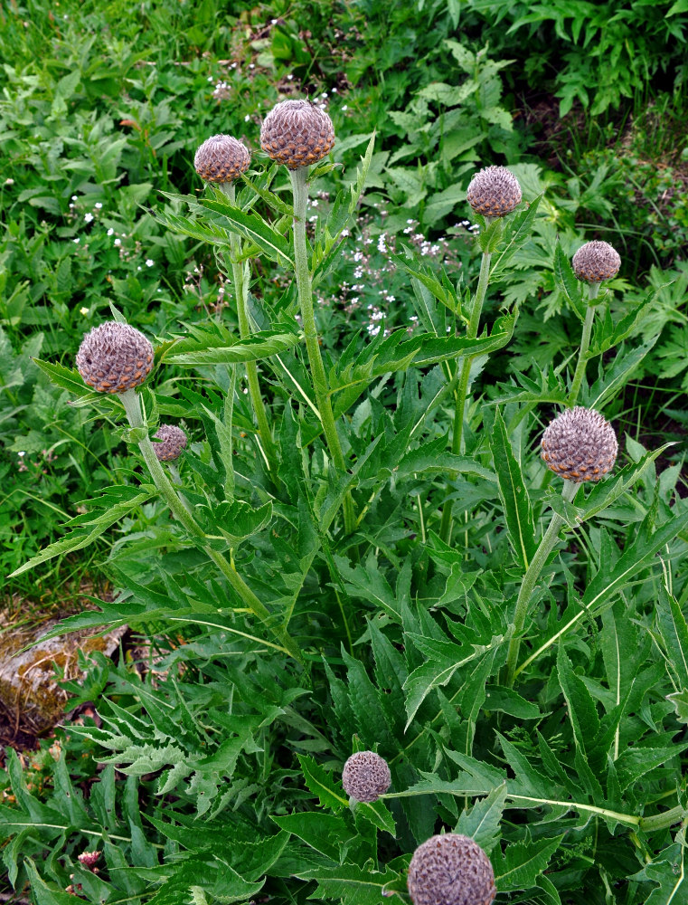 Image of Stemmacantha carthamoides specimen.