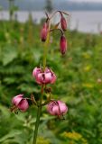 Lilium pilosiusculum. Соцветие с сидящей мухой. Красноярский край, Ермаковский р-н, природный парк \"Ергаки\", берег оз. Светлое, ≈ 1500 м н.у.м., влажный луг на берегу озера. 15.07.2018.
