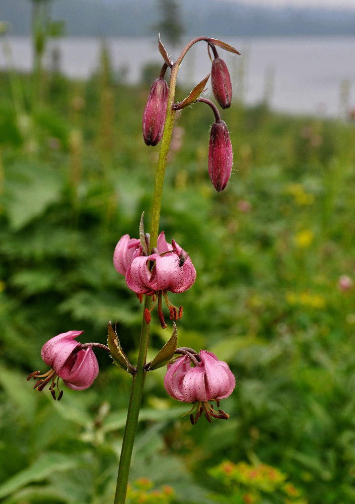 Image of Lilium pilosiusculum specimen.