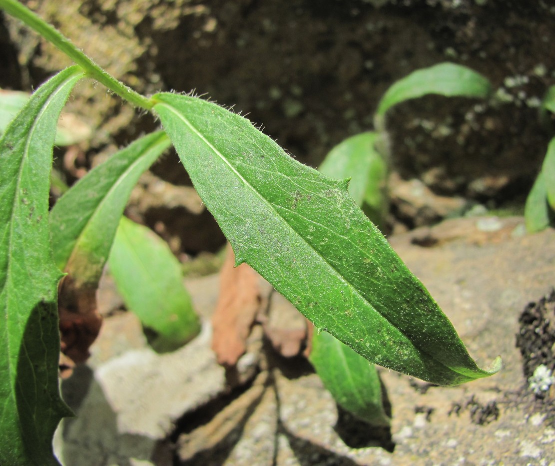 Изображение особи Hieracium umbellatum.