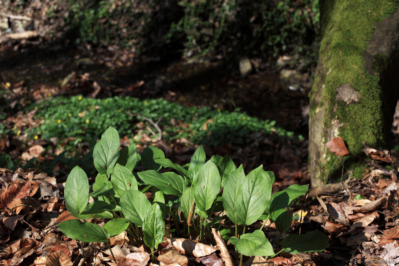 Изображение особи Arum maculatum.