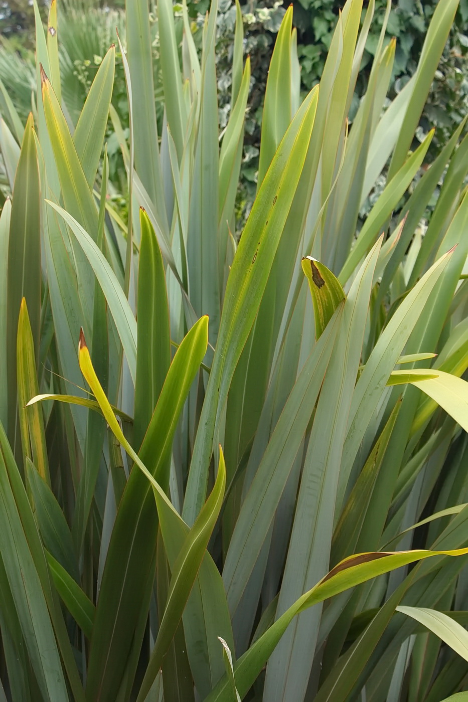 Image of Phormium tenax specimen.