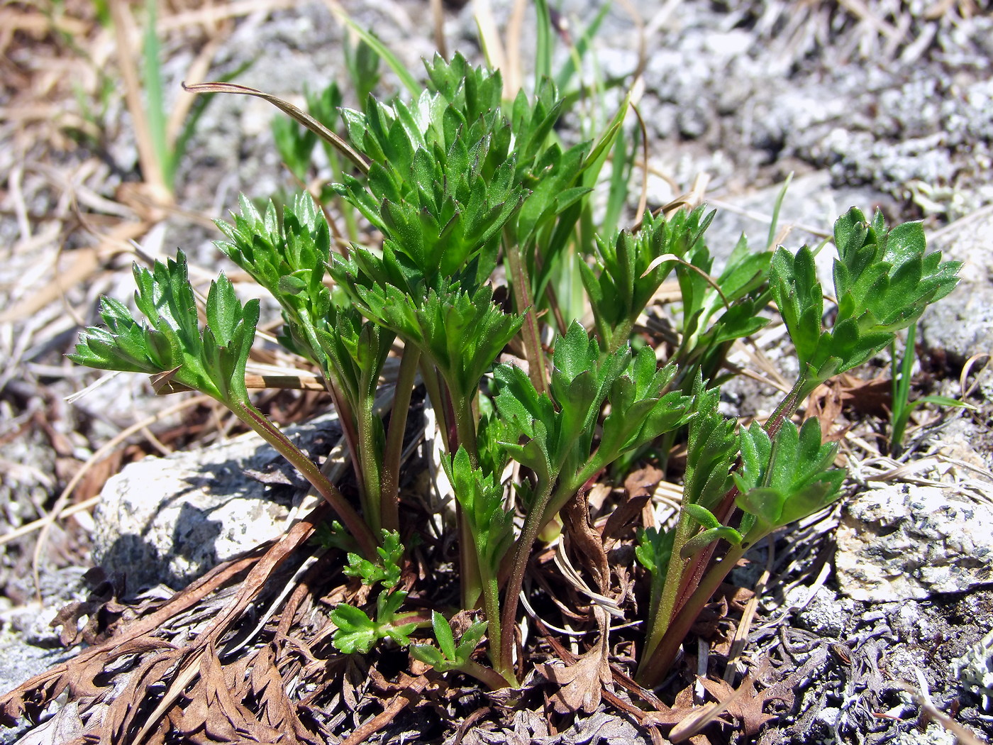 Image of Artemisia arctica ssp. ehrendorferi specimen.