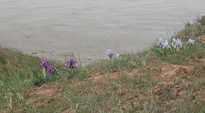 Image of Iris scariosa specimen.