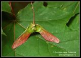 Acer platanoides. Незрелый плод. Подмосковье. 20.05.2008.