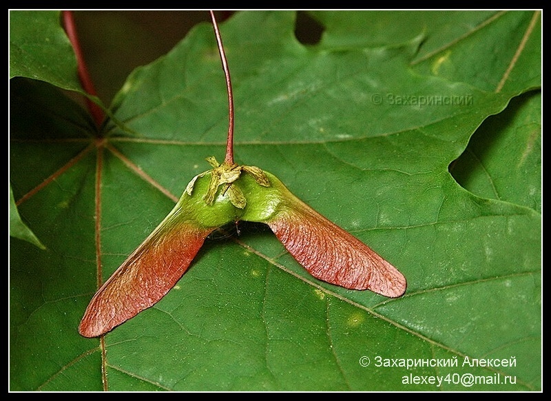 Image of Acer platanoides specimen.